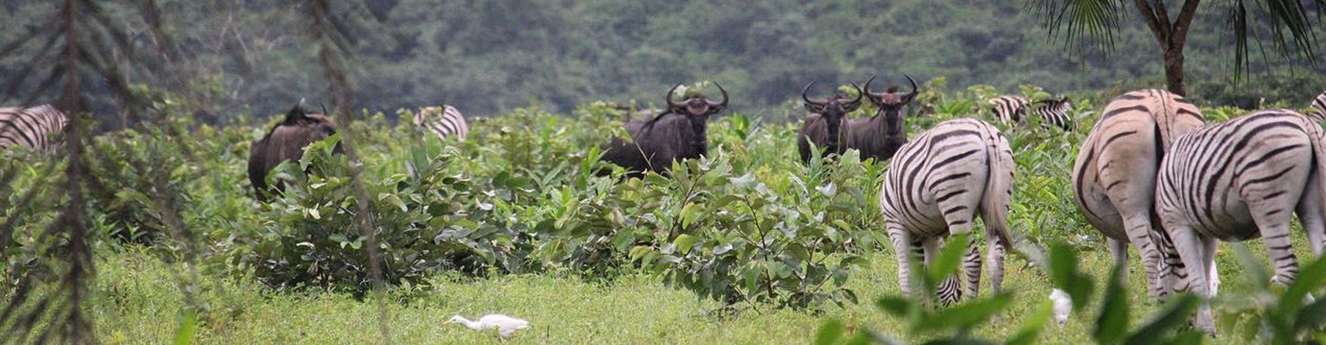 Book Launch for Kris Berwout’s ‘Congo’s Violent Peace’